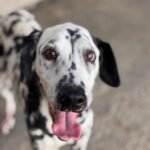 Dalmatiner Dama, 08/2018, ca. 55 cm