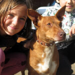 Podenco Dandy, 12/2022, ca. 40 cm