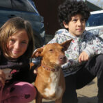 Podenco Dandy, 12/2022, ca. 40 cm