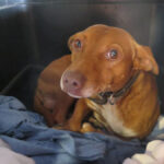 Podenco Dandy, 12/2022, ca. 40 cm