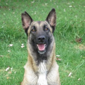 Malinois Mischling Earring, 05/2023, ca. 65 cm