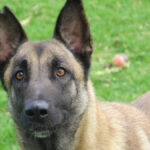 Malinois Mischling Earring, 05/2023, ca. 65 cm