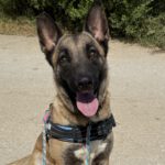 Malinois Mischling Earring, 05/2023, ca. 65 cm