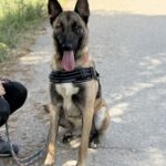 Malinois Mischling Earring, 05/2023, ca. 65 cm