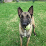 Malinois Mischling Earring, 05/2023, ca. 65 cm