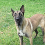 Malinois Mischling Earring, 05/2023, ca. 65 cm