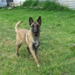 Malinois Mischling Earring, 05/2023, ca. 65 cm