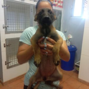 Malinois Mischling Elena, 02/2025, Endgröße ca. 55- 65 cm