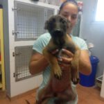 Malinois Mischling Elena, 02/2025, Endgröße ca. 55- 65 cm