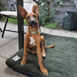 Malinois Podenco Mischling Fabian, 02/2025, Endgrösse ca. 50-55 cm, Hamburg