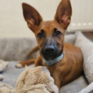 Podenco Malinois Mischling Fabian, 02/2025, Endgröße ca. 50- 55 cm, 22049 Hamburg