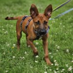 Podenco Malinois Mischling Fabian, 02/2025, Endgröße ca. 50- 55 cm, 22049 Hamburg