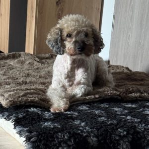 Pudel Lagotto Romagnolo Mischling Fairy, 01/2013, ca. 38 cm, 24558 Henstedt Ulzburg