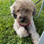 Pudel Lagotto Romagnolo Mischling Fairy, 01/2013, ca. 38 cm, 24558 Henstedt Ulzburg