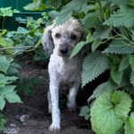 Pudel Lagotto Romagnolo Mischling Fairy, 01/2013, ca. 38 cm, 24558 Henstedt Ulzburg