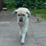 Pudel Lagotto Romagnolo Mischling Fairy, 01/2013, ca. 38 cm, 24558 Henstedt Ulzburg