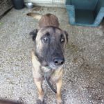 Malinois Mischling Fearful, 05/2023, ca. 65 cm