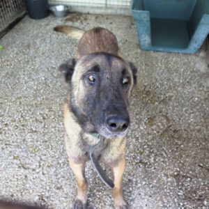 Malinois Mischling Fearful, 05/2023, ca. 65 cm