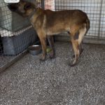 Malinois Mischling Fearful, 05/2023, ca. 65 cm