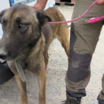 Malinois Mischling Fearful, 05/2023, ca. 65 cm