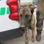 Malinois Mischling Fearful, 05/2023, ca. 65 cm