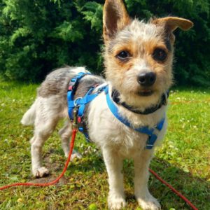 Terrier Fifi, 01/2024, ca. 35 cm, 30880 Laatzen