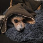 Terrier Fifi, 01/2024, ca. 35 cm, 30880 Laatzen