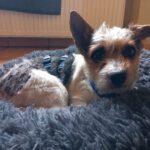 Terrier Fifi, 01/2024, ca. 35 cm, 30880 Laatzen