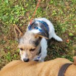 Terrier Fifi, 01/2024, ca. 35 cm, 30880 Laatzen