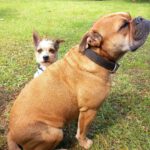 Terrier Fifi, 01/2024, ca. 35 cm, 30880 Laatzen