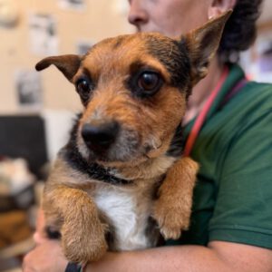 Border Terrier Mischling Fitz, 01/2024, ca. 35 cm