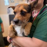 Border Terrier Mischling Fitz, 01/2024, ca. 35 cm