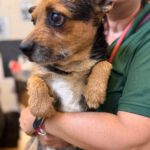 Border Terrier Mischling Fitz, 01/2024, ca. 35 cm