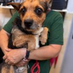 Border Terrier Mischling Fitz, 01/2024, ca. 35 cm