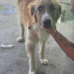 Mastin Mischling Fosforito, 05/2023, ca. 70 cm