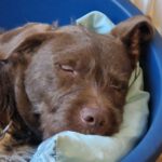 Wasserhund Mischling Frappe, 05/2022, ca. 50 cm, 31226 Peine
