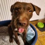 Wasserhund Mischling Frappe, 05/2022, ca. 50 cm, 31226 Peine