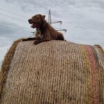 Wasserhund Mischling Frappe, 05/2022, ca. 50 cm, 31226 Peine