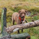 Wasserhund Mischling Frappe, 05/2022, ca. 50 cm, 31226 Peine