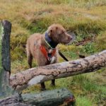 Wasserhund Mischling Frappe, 05/2022, ca. 50 cm, 31226 Peine