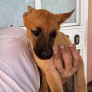 Malinois Podenco Mischling Gaston, 02/2025, Endgröße ca. 50- 55 cm