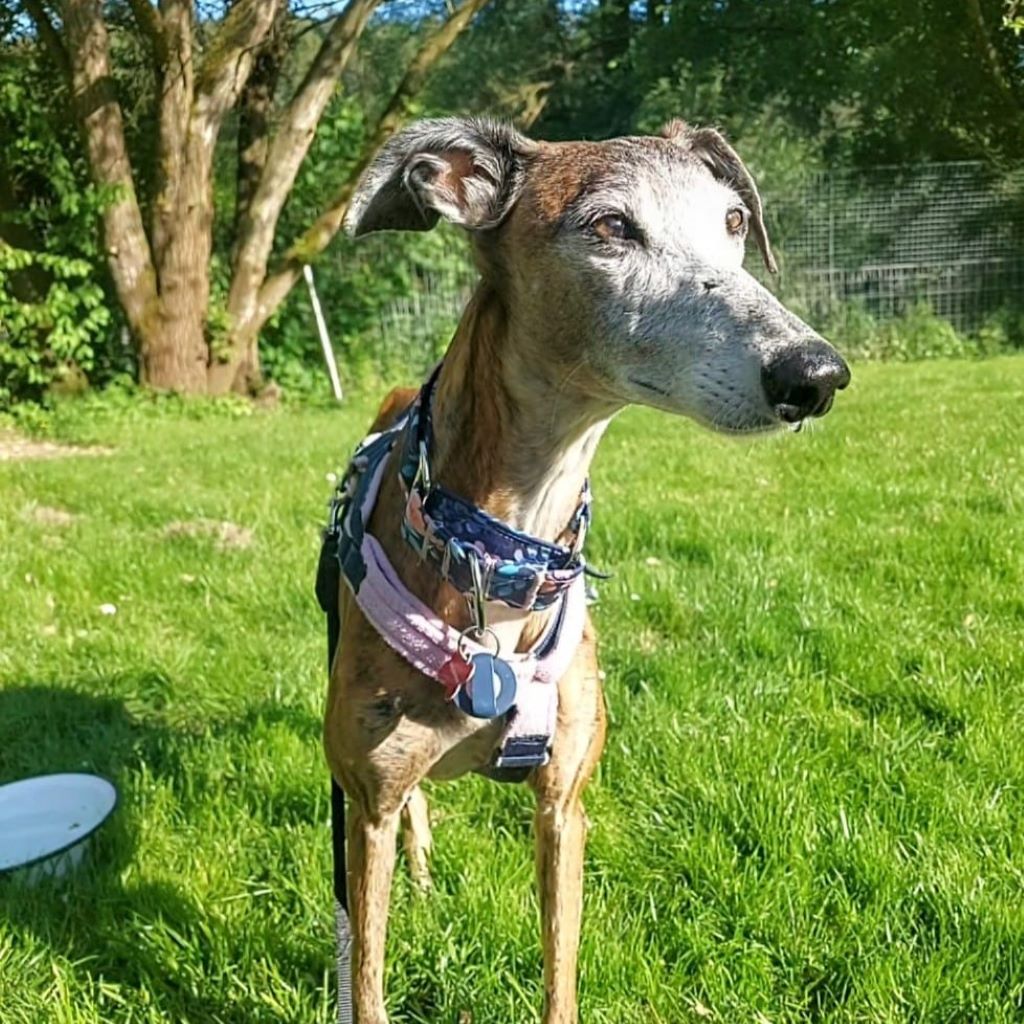 Galgo Gracidas, 03/2017, ca. 60 cm, 86459 Gessertshausen