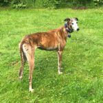 Galgo Gracidas, 03/2017, ca. 60 cm, 86459 Gessertshausen