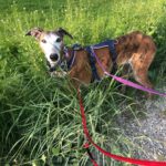 Galgo Gracidas, 03/2017, ca. 60 cm, 86459 Gessertshausen