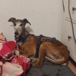 Galgo Gracidas, 03/2017, ca. 60 cm, 86459 Gessertshausen