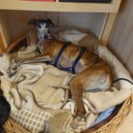 Galgo Gracidas, 03/2017, ca. 60 cm, 86459 Gessertshausen