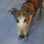 Galgo Gracidas, 03/2017, ca. 60 cm, 86459 Gessertshausen