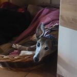 Galgo Gracidas, 03/2017, ca. 60 cm, 86459 Gessertshausen