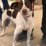 Pointer Mischling Guapo, 01/2025, Endgröße ca. 55 cm