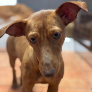 Podenco Maneto Hazel, 01/2024, ca. 35 cm
